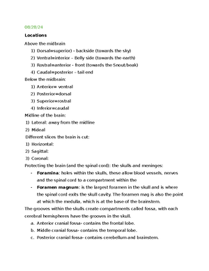 3 completed - Worksheet Sheep Brain Dissection Laboratory - Name 1 of 3 ...