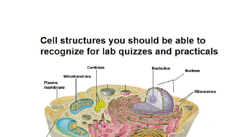 Cell structures to know for lab - BIO2111 - Cell structures you should ...