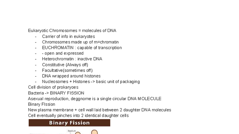 Mitosis and Meiosis: Understanding Eukaryotic Cell Division - Studocu