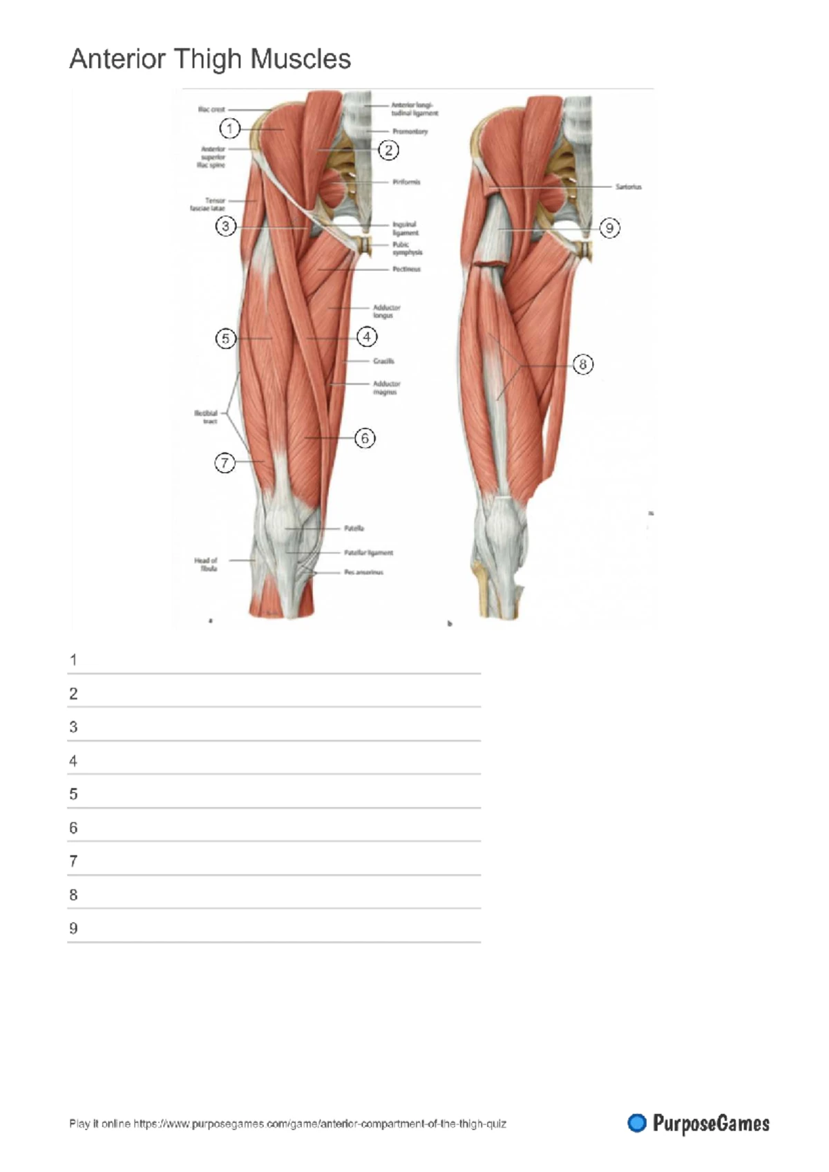 Lateral Compartment of Leg Muscles - Overview and Functions - Studocu