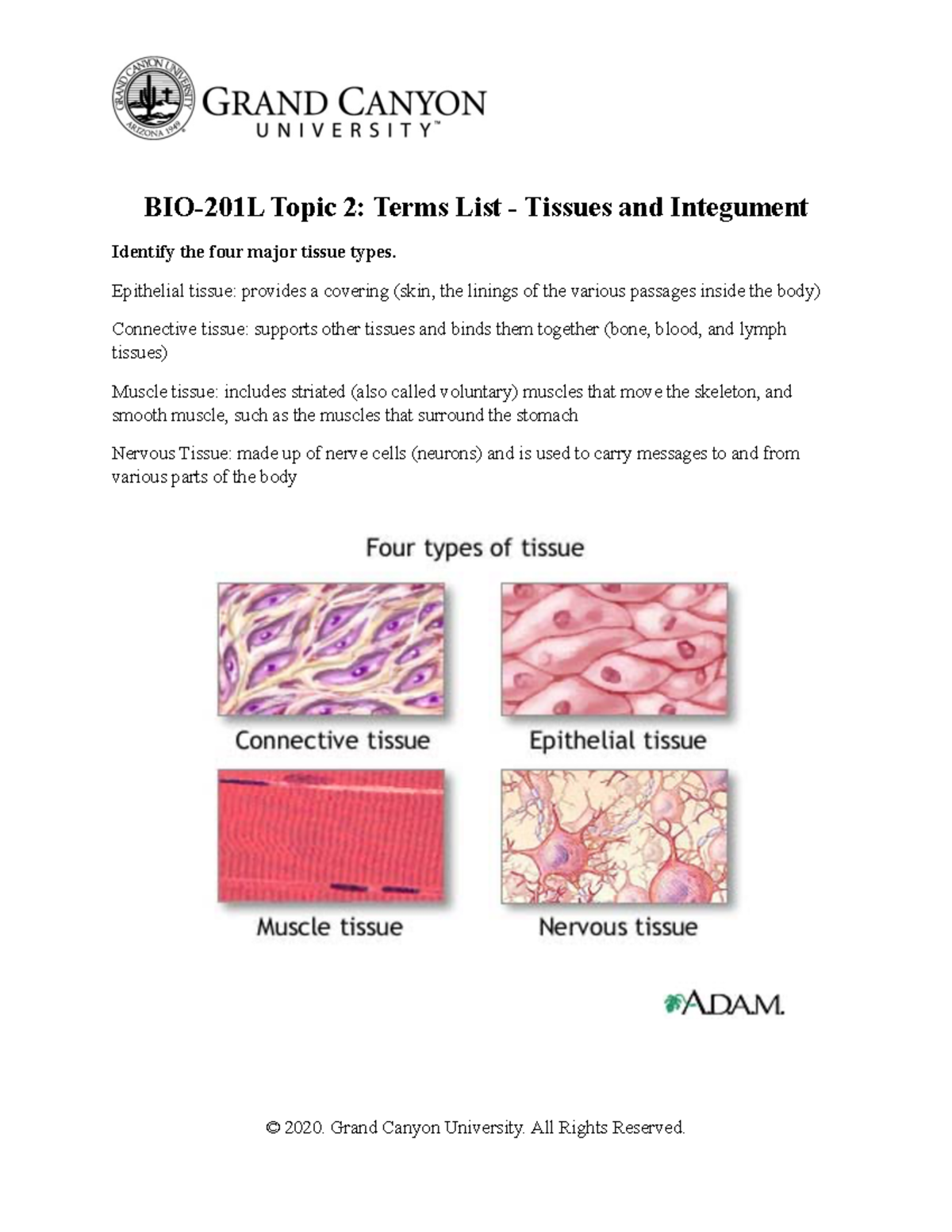 BIO 201L RS Topic 2 Terms List Tissues And Integument - BIO-201L Topic ...