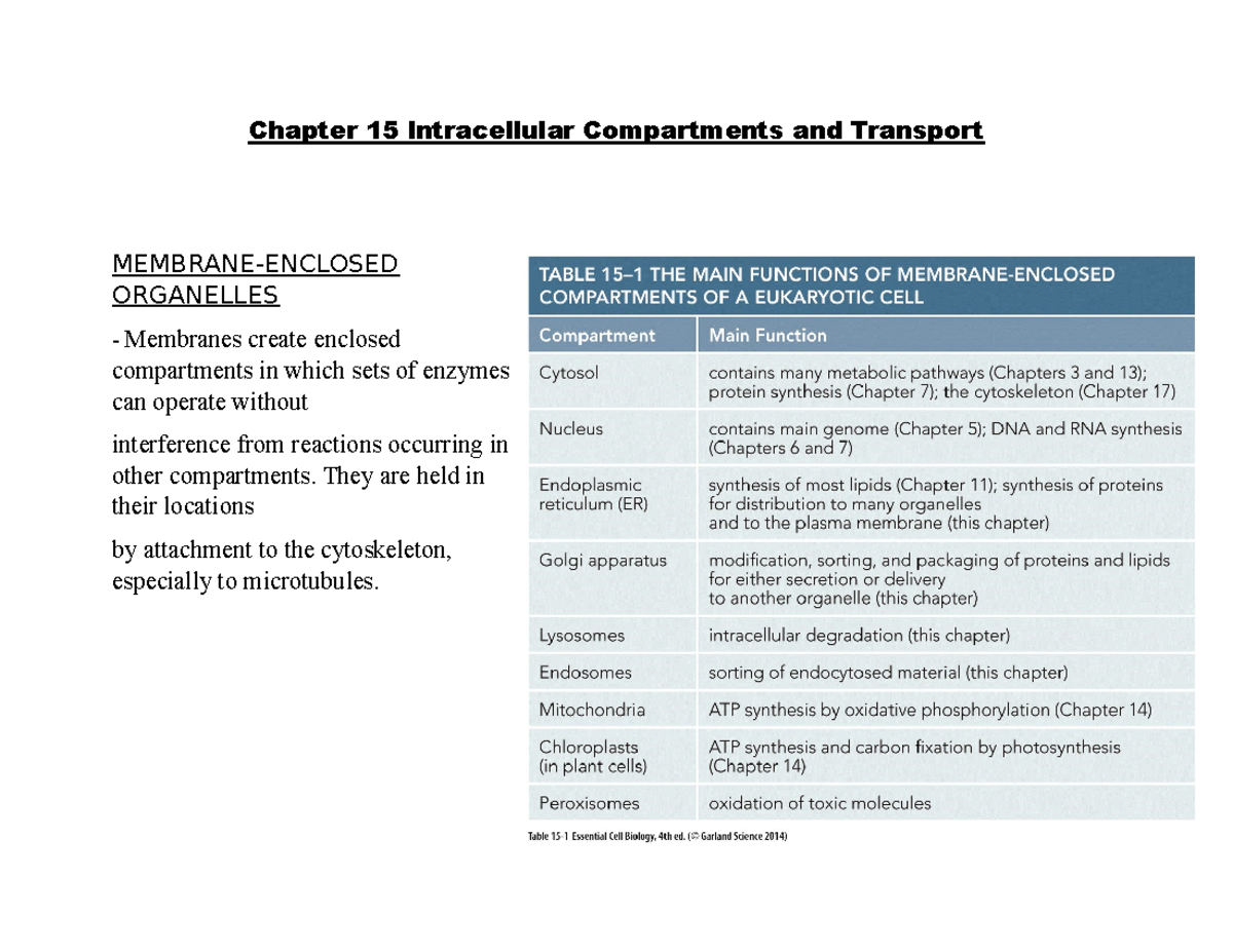 Chapter 15 Intracellular Compartments and Transport - They are held in ...