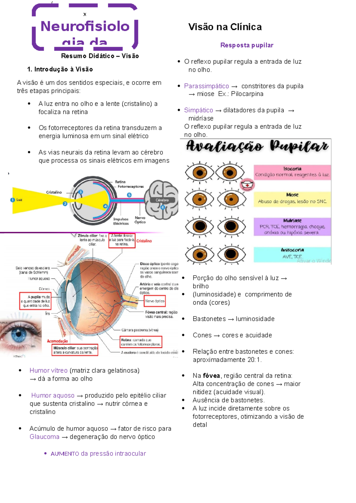 Fisiologia da Visão: Resumo Didático e Mecanismos Visuais - Studocu