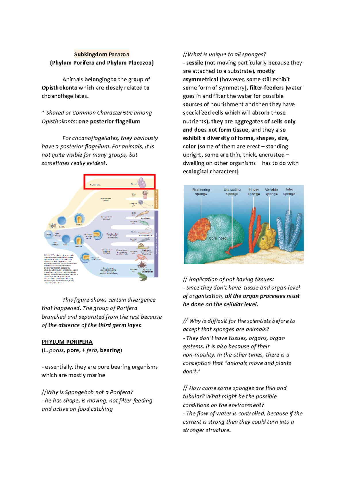 Parazoa: Insights into Phyla Porifera & Placozoa Anatomy and Traits ...