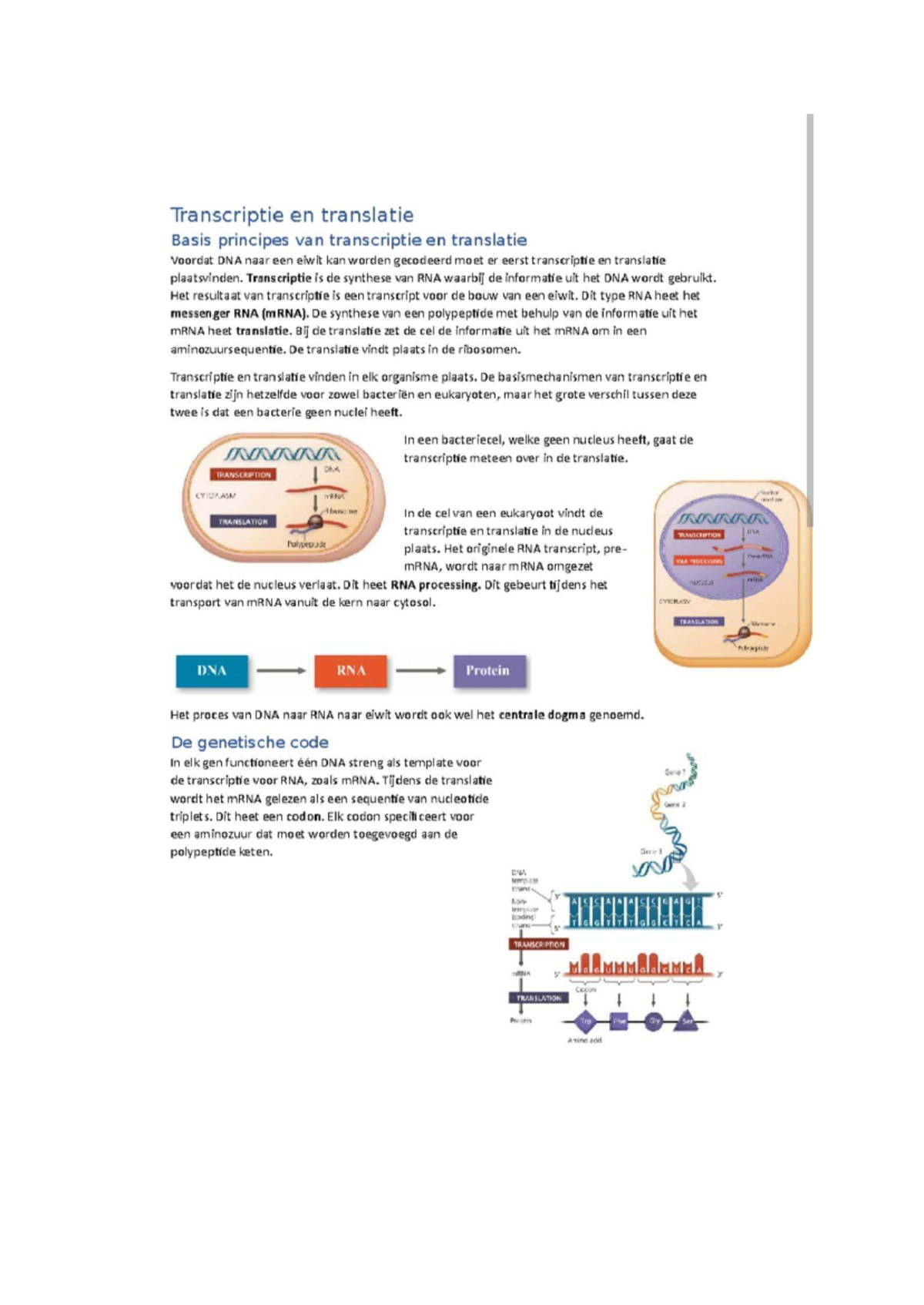 Basisprincipes van Transcriptie en Translatie in DNA - Studocu
