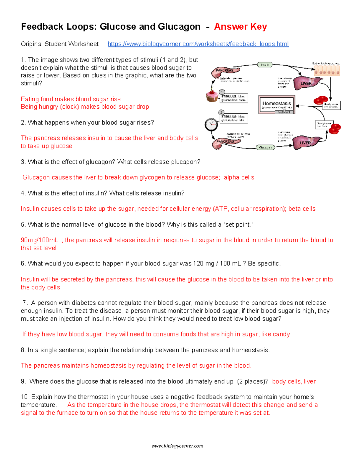 Feedback Loops Glucoseand Glucagon KEY 20   Feedback Loops Glucose ...