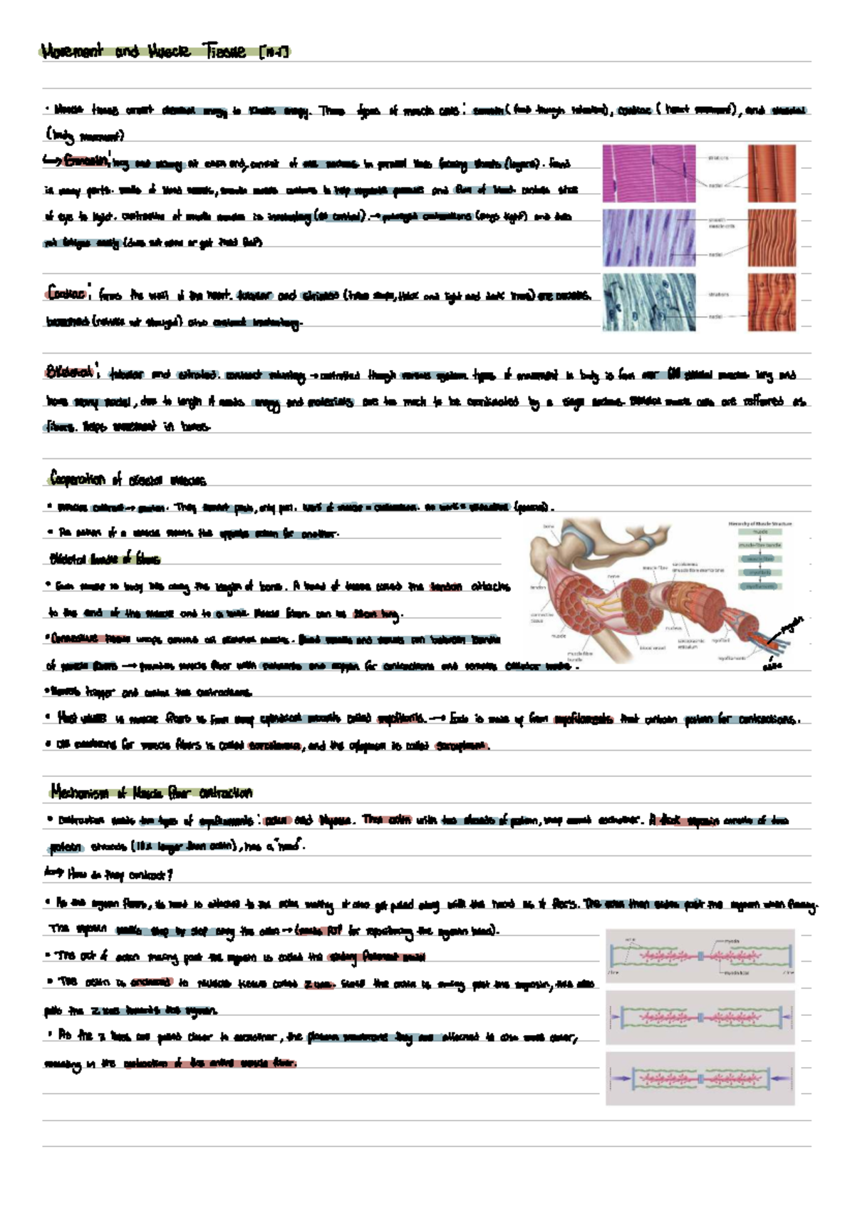 Muscle System Overview: Types, Functions, and Contraction Mechanisms ...