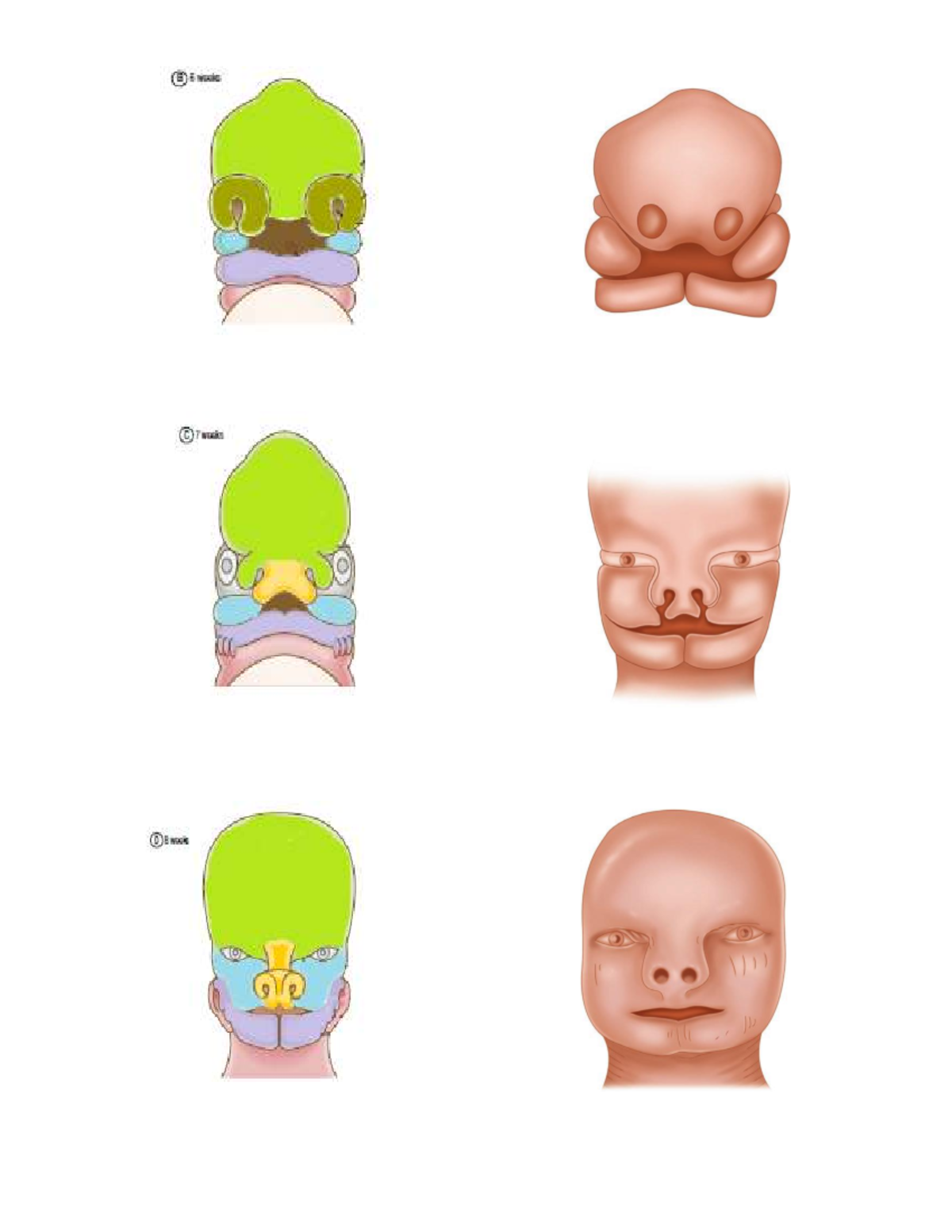 Embryo OSPE Final Exam Notes - Course Code 124211 - Studocu
