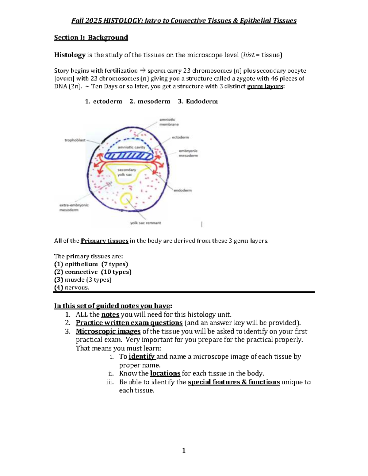 Fall 2025 HISTOLOGY: Overview of Connective and Epithelial Tissues ...