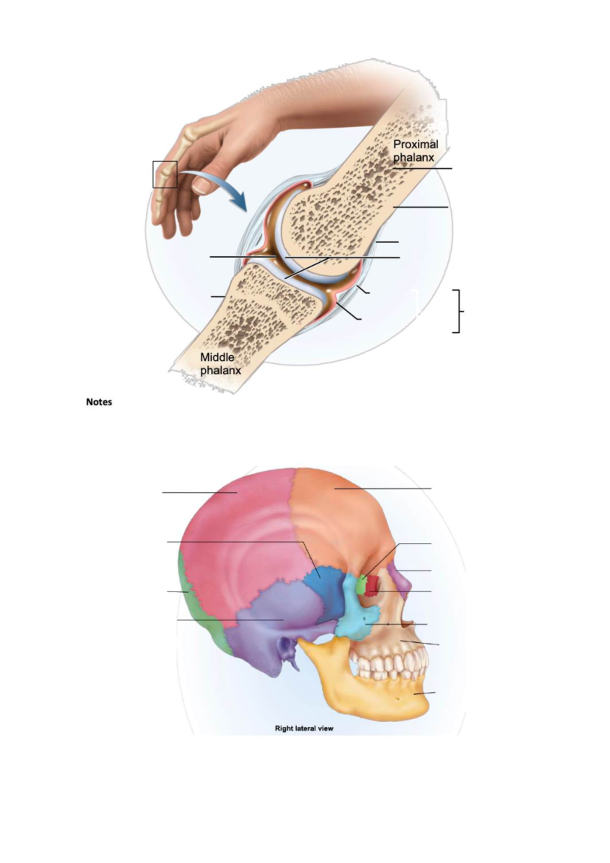 Diagrams%20HB1%20EXAM - NURS1033 - 1 A) Label the following figures ...