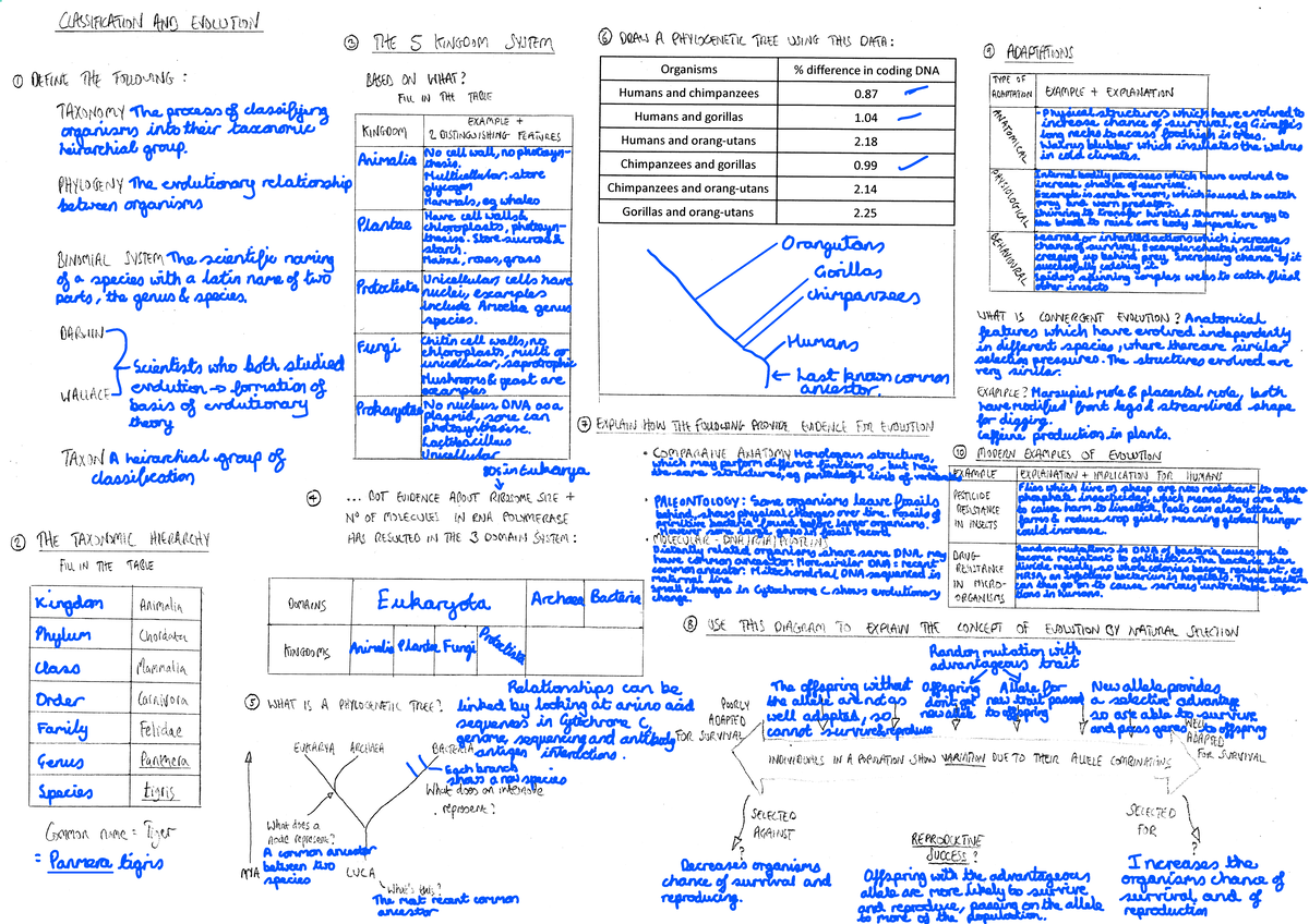 17. Classification and Evolution A3 Revision Sheet for Exam Preparation ...