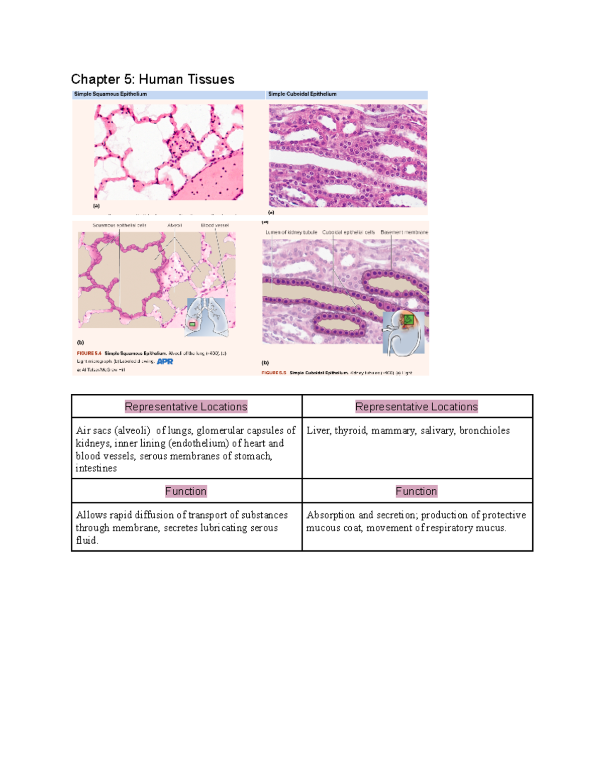 Chapter 5: Study Guide on Cells & Human Tissues Concepts - Studocu
