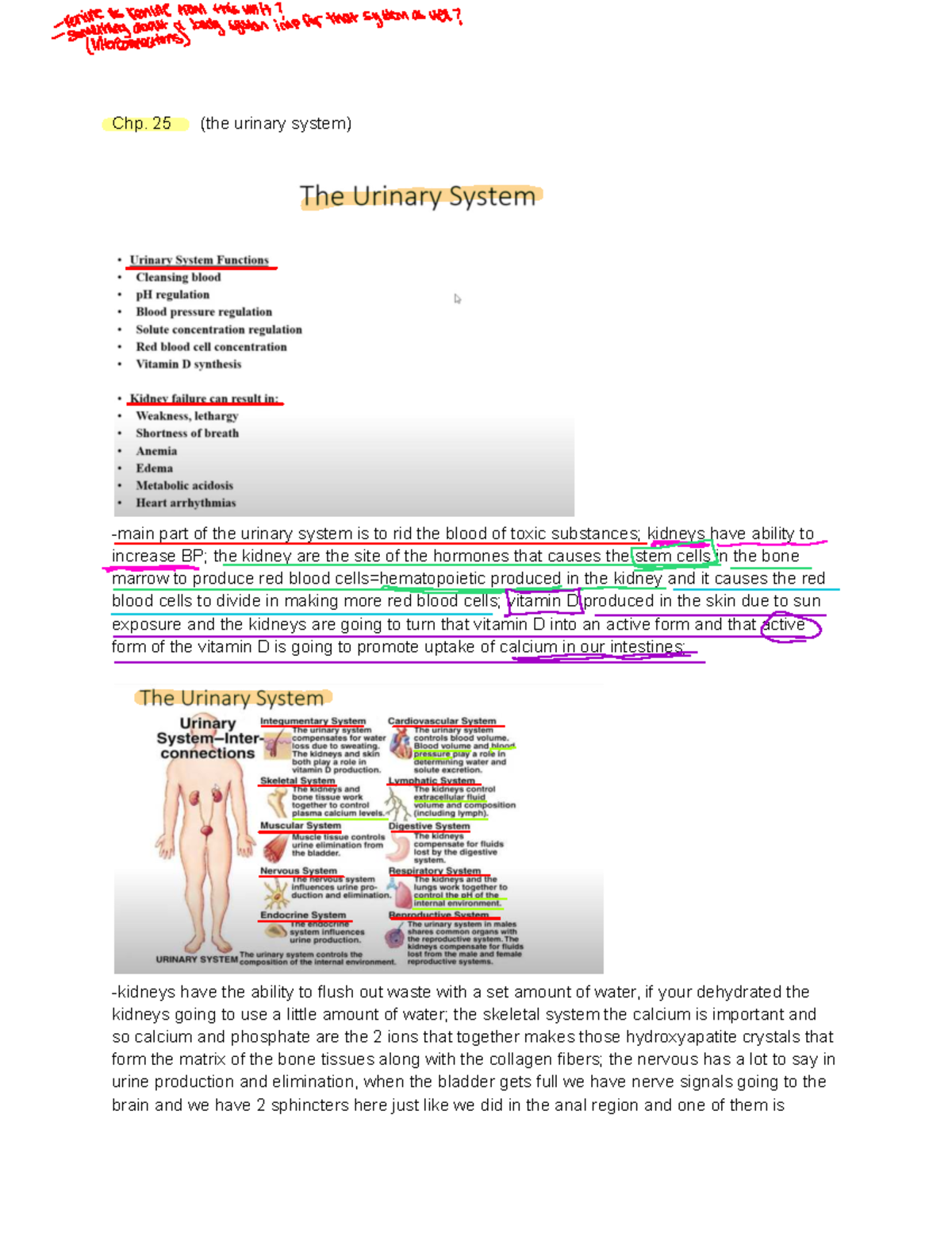 Note Chp. 25: The Urinary System and Kidney Functions - Studocu