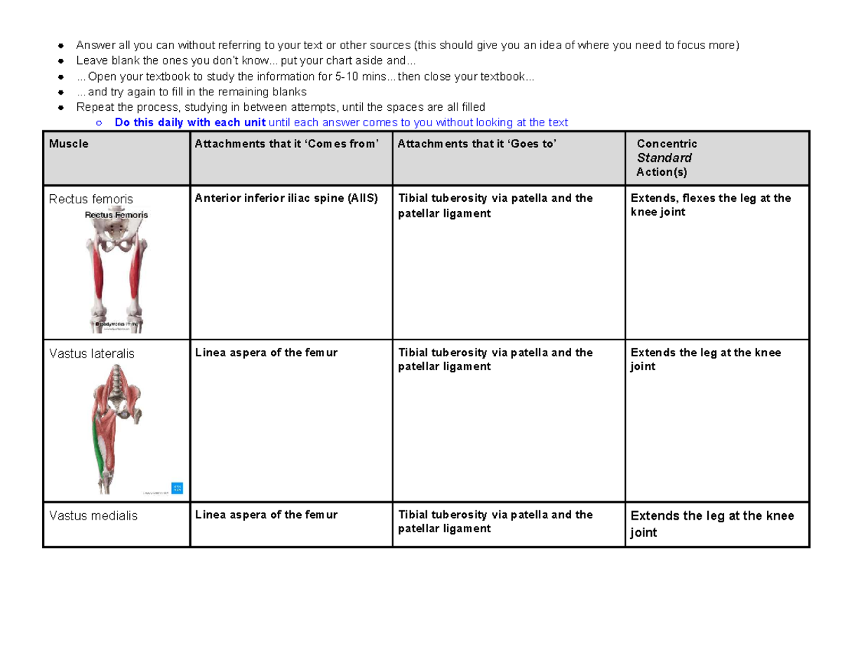 Knee Muscle Chart Insertions - Study Guide for Anatomy 101 - Studocu