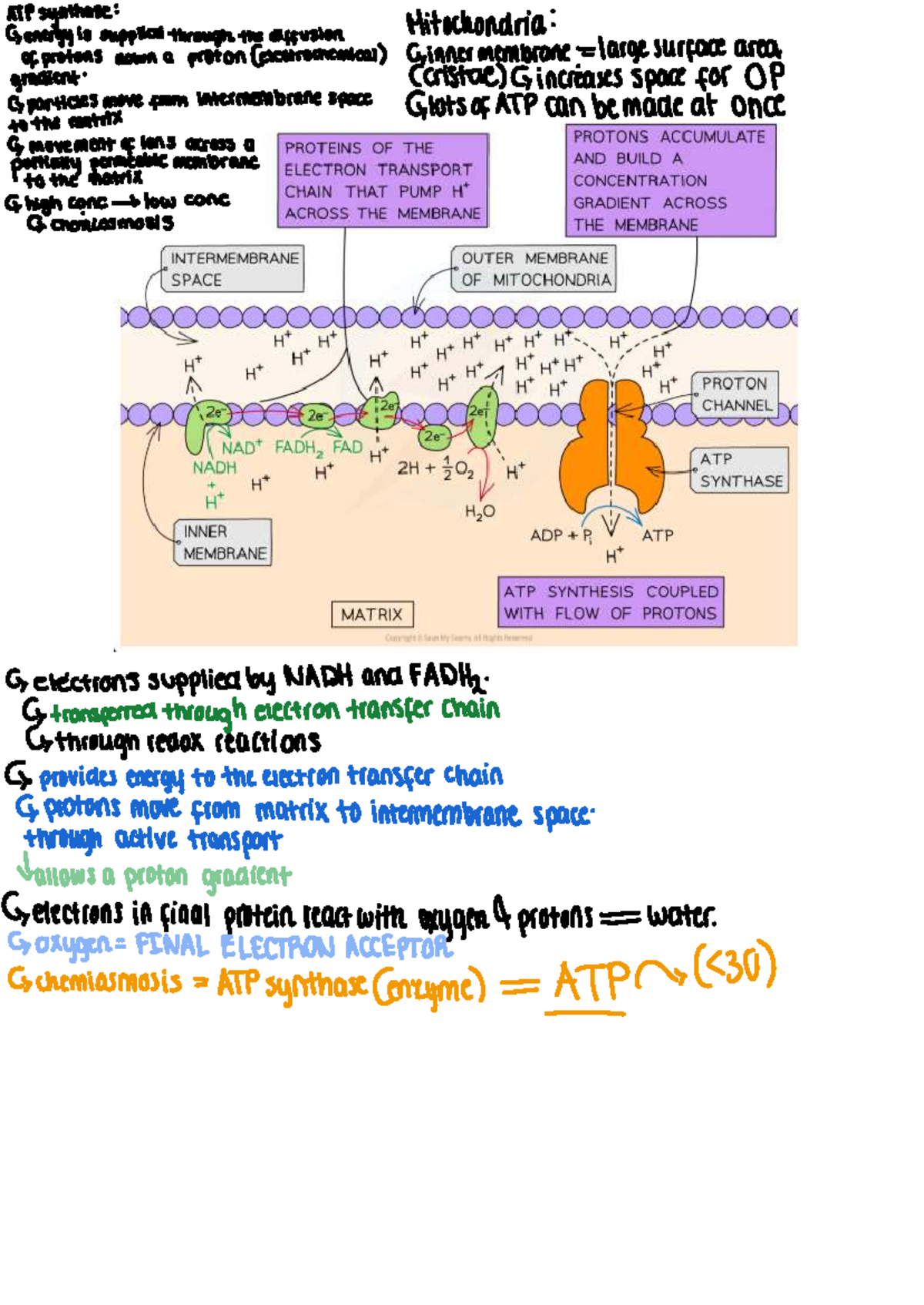Oxidative phosphorylation - PROTEINS OF THE ELECTRON TRANSPORT CHAIN ...