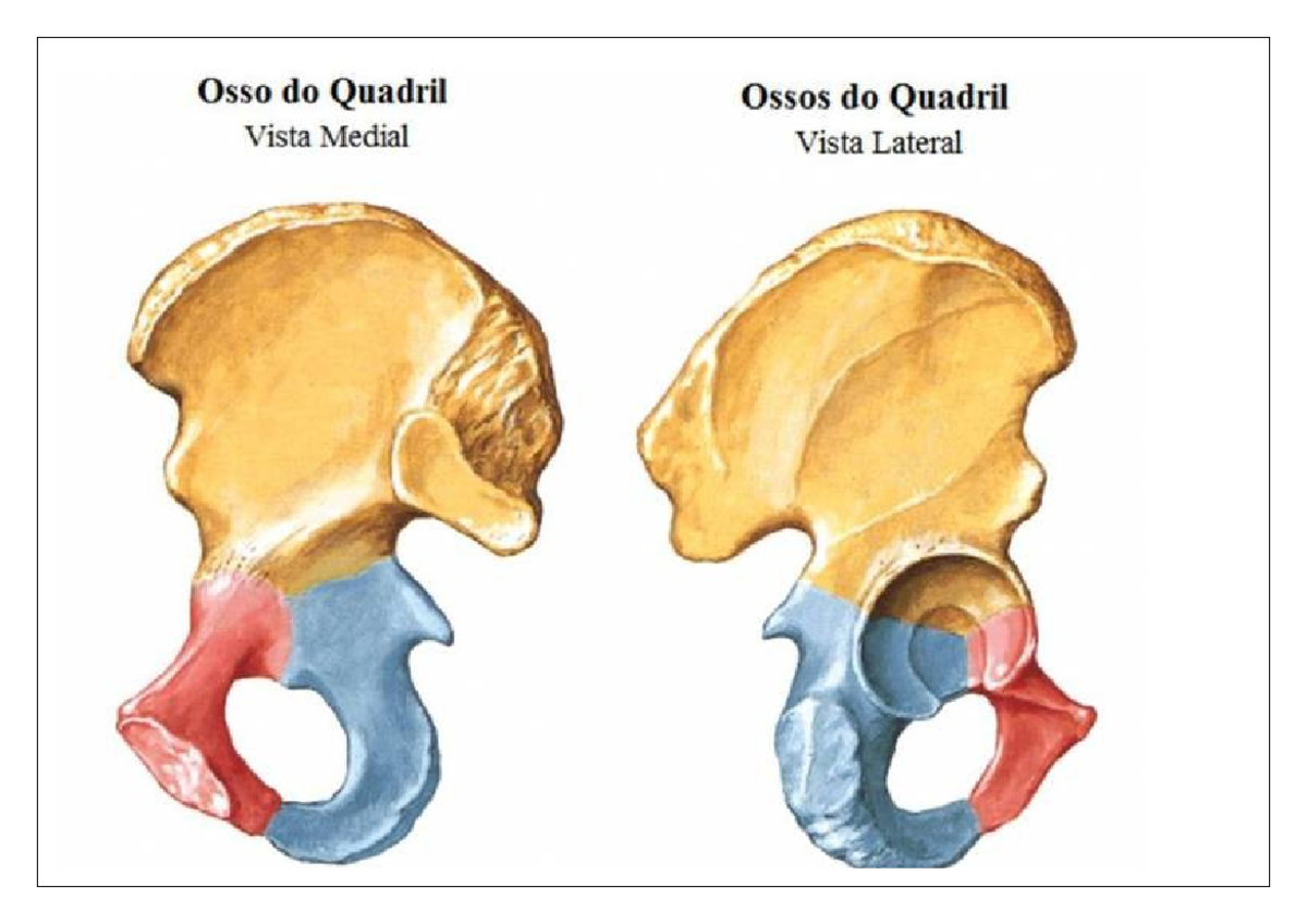 Acidentes ósseos - Resumo Anatomofisiologia Geral - Studocu