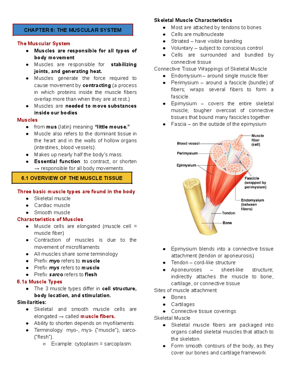 Anaphy CHP 6: The Muscular System Overview and Functions - Studocu