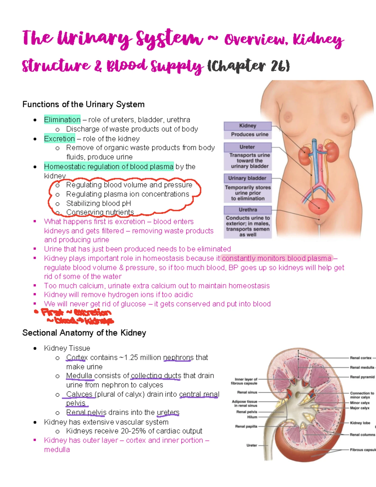 🚽BIOL 224 A Exam 4🚽 - Lecture notes for BIOL 224A exam 4 - The Urinary  System ~ Overview, Kidney - Studocu