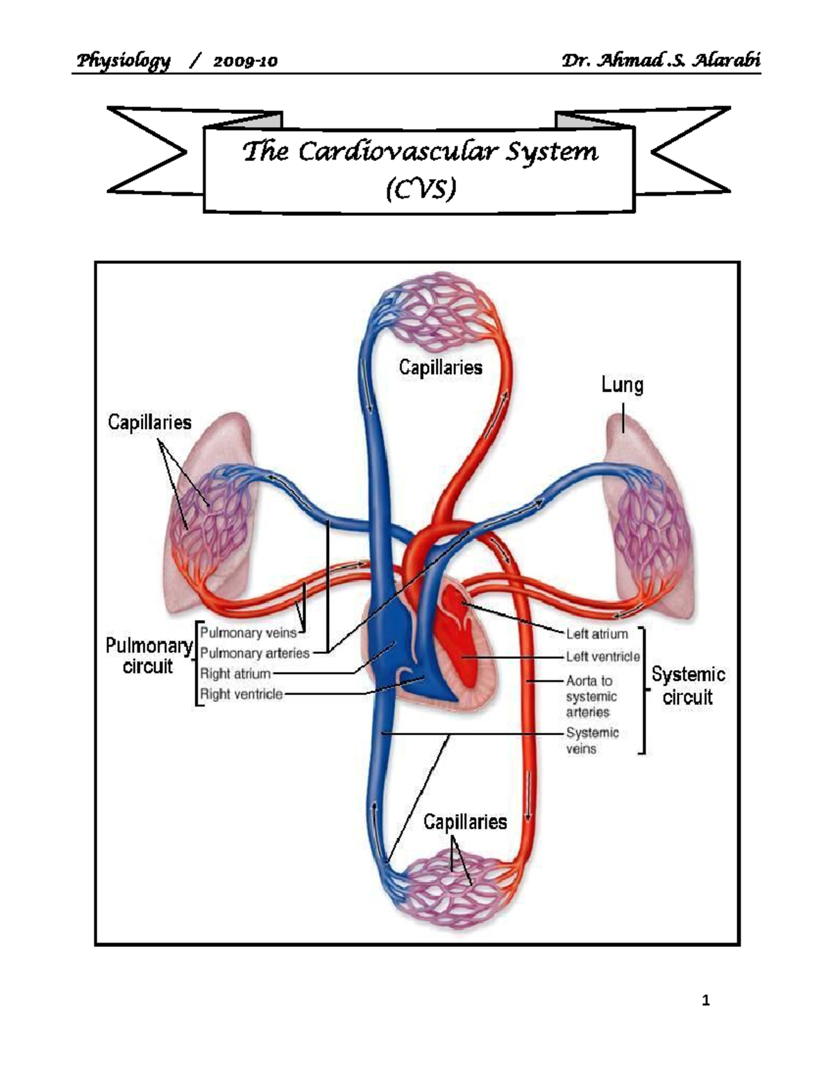 08-CVS - Cardiovascular System Overview and Heart Physiology - Studocu