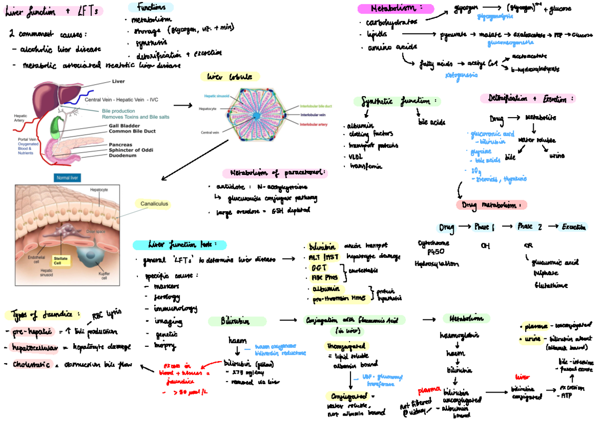 LFTs and Liver Function in Fatty Liver Disease: A Comprehensive ...