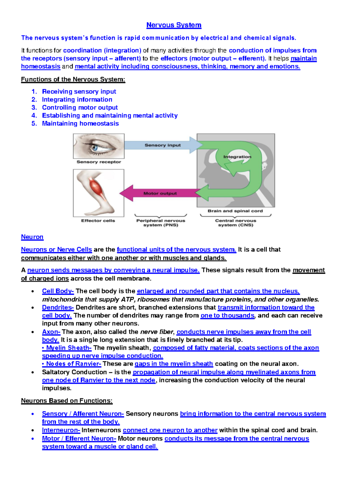 Ana Phy 101 - Midterm Study Notes on the Nervous System - Studocu