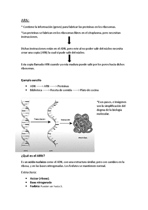 ADN y Dogma Resumen - Estructura del ADN Cadenas antiparalelas y ...