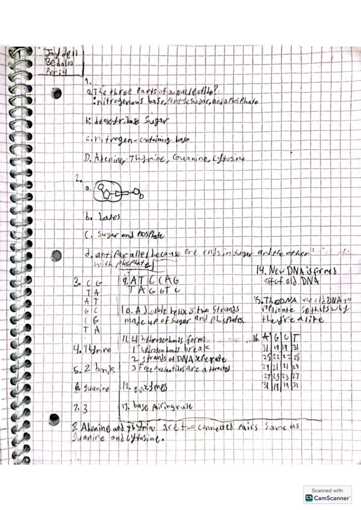 Biology Study Guide: DNA Structure and Replication Concepts - Studocu