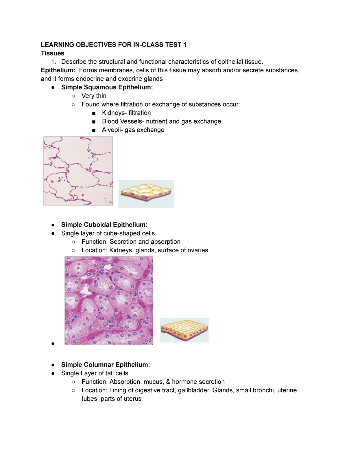 Skeletal Muscle Anatomy Worksheet - Detailed Structure Identification ...