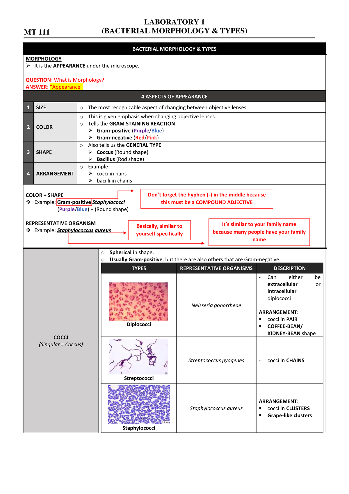 Bacte Laboratory 2 - [Exercise 1] Bacterial Morphology and - LABORATORY ...