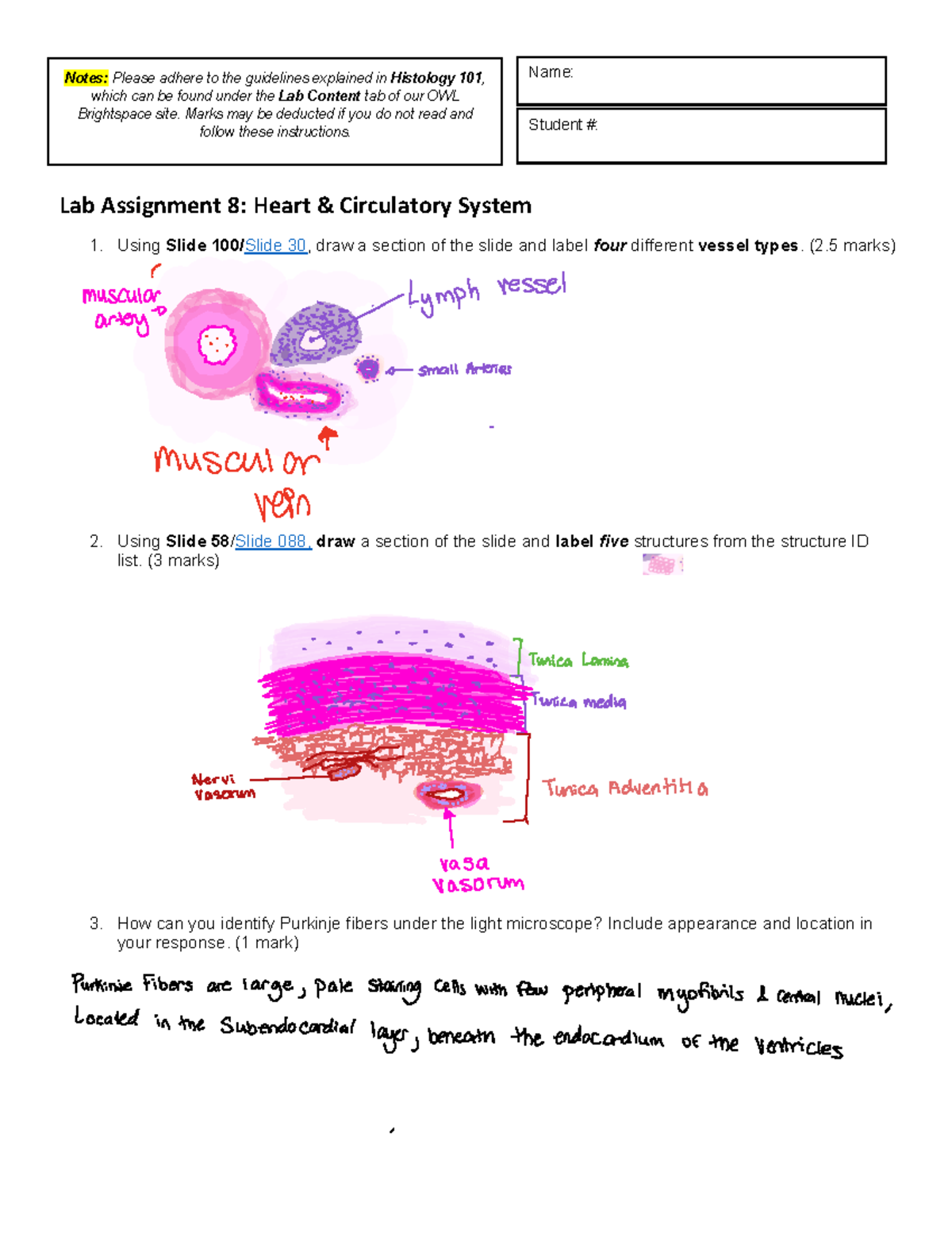 Lab 8: Heart Circulatory System Assignment FW25-26 - Studocu