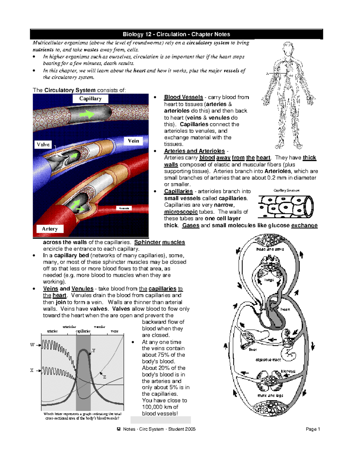 Biology 12: Circulatory System Chapter Notes and Key Concepts - Studocu