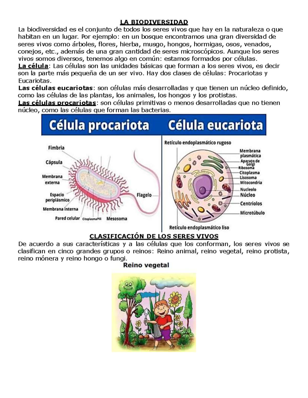 Reino Monera y Protista: Conceptos Clave y Características - Studocu