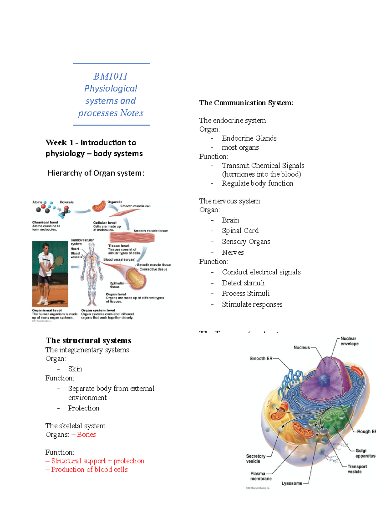 BM1011 Physiological Systems and Processes: Comprehensive Notes - Studocu