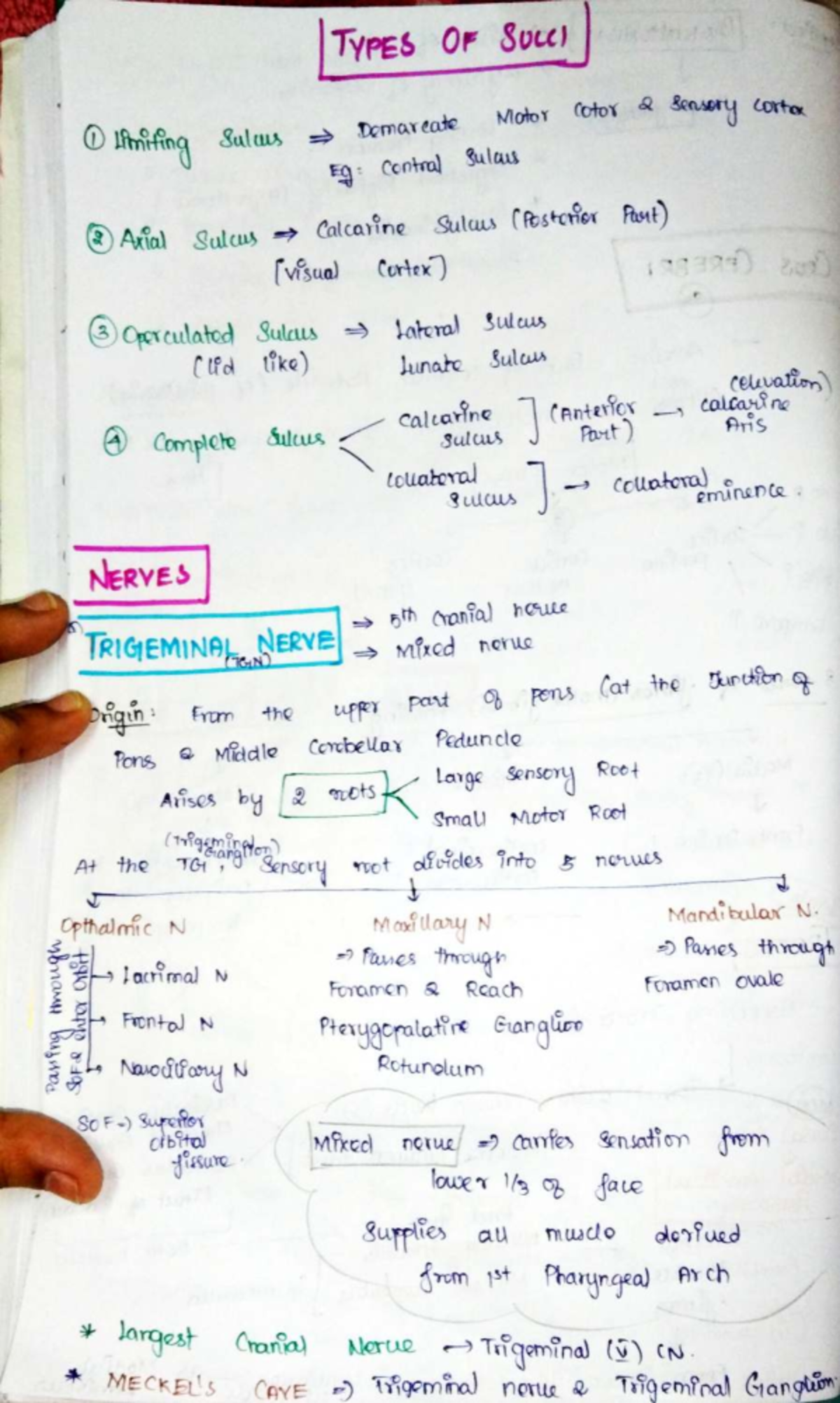 Neuro 3: Comprehensive Overview of Cranial Nerves and Functions - Studocu