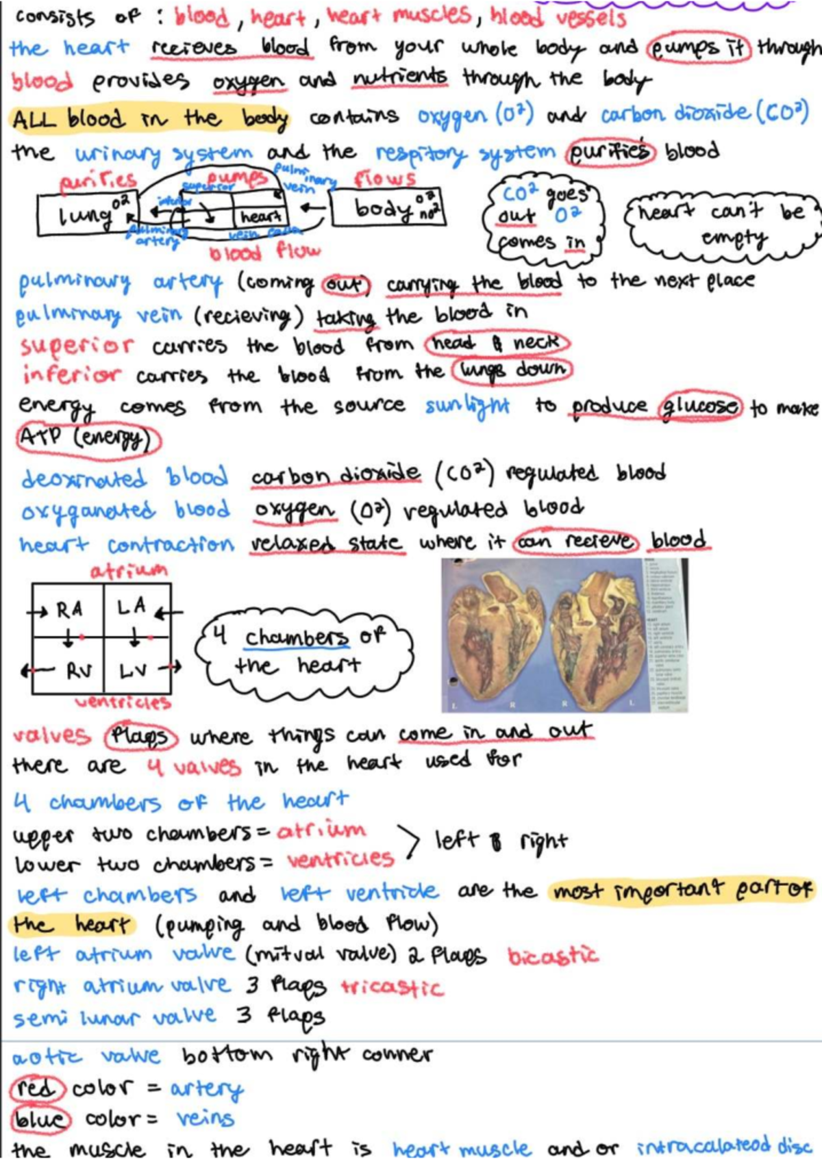 Final Exam Study Guide: Heart and Blood Circulation (XYZ 101) - Studocu