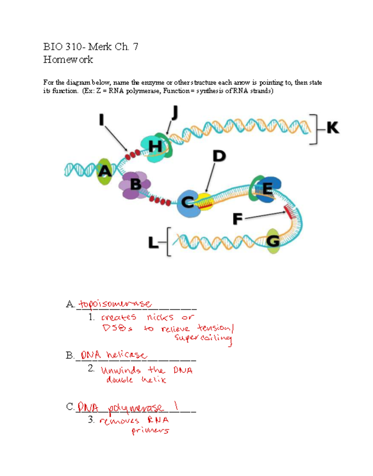 BIO 101 Ch. 7 Homework: Enzymes and Their Functions in DNA Replication ...