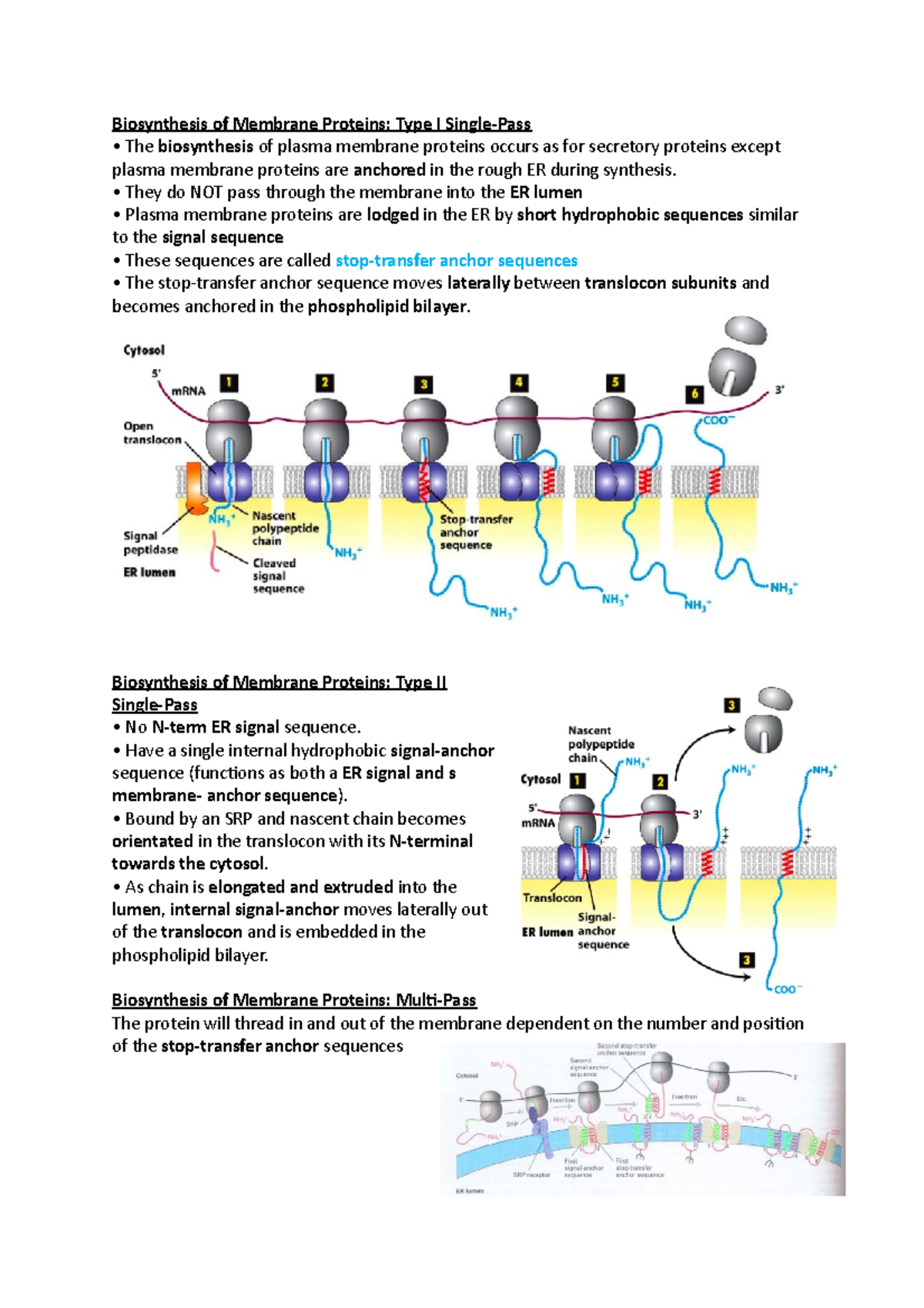 Biosynthesis and Transport of Membrane Proteins: Cellular Mechanisms ...