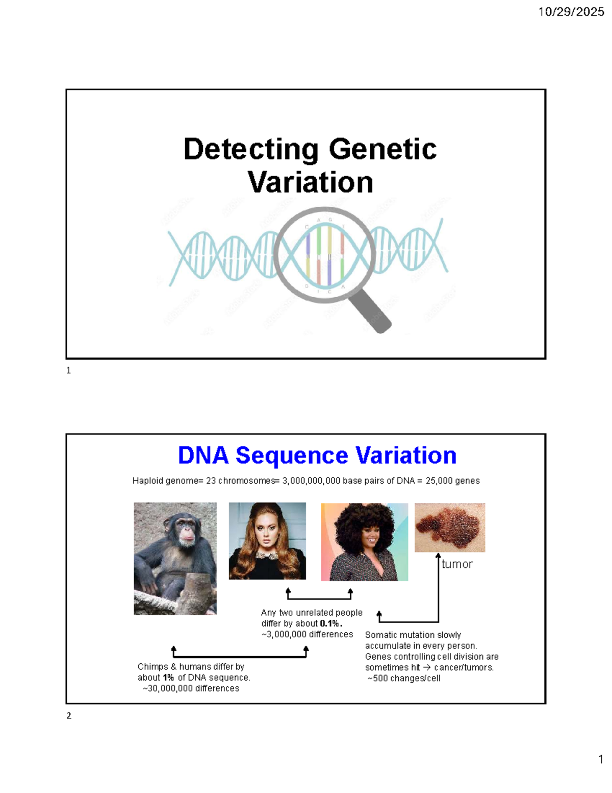 BIO212 - Lecture 16 Handout: Detecting Genetic Variation in DNA - Studocu