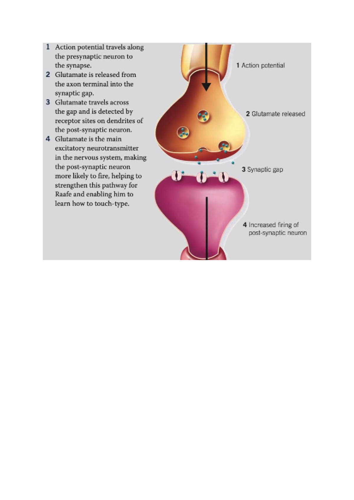 Psych 101: Action Potential and Glutamate in Neuronal Communication ...