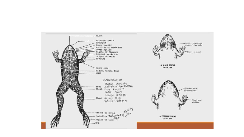FROG - Morphology, Anatomy & Skeletal Structure Overview - Studocu