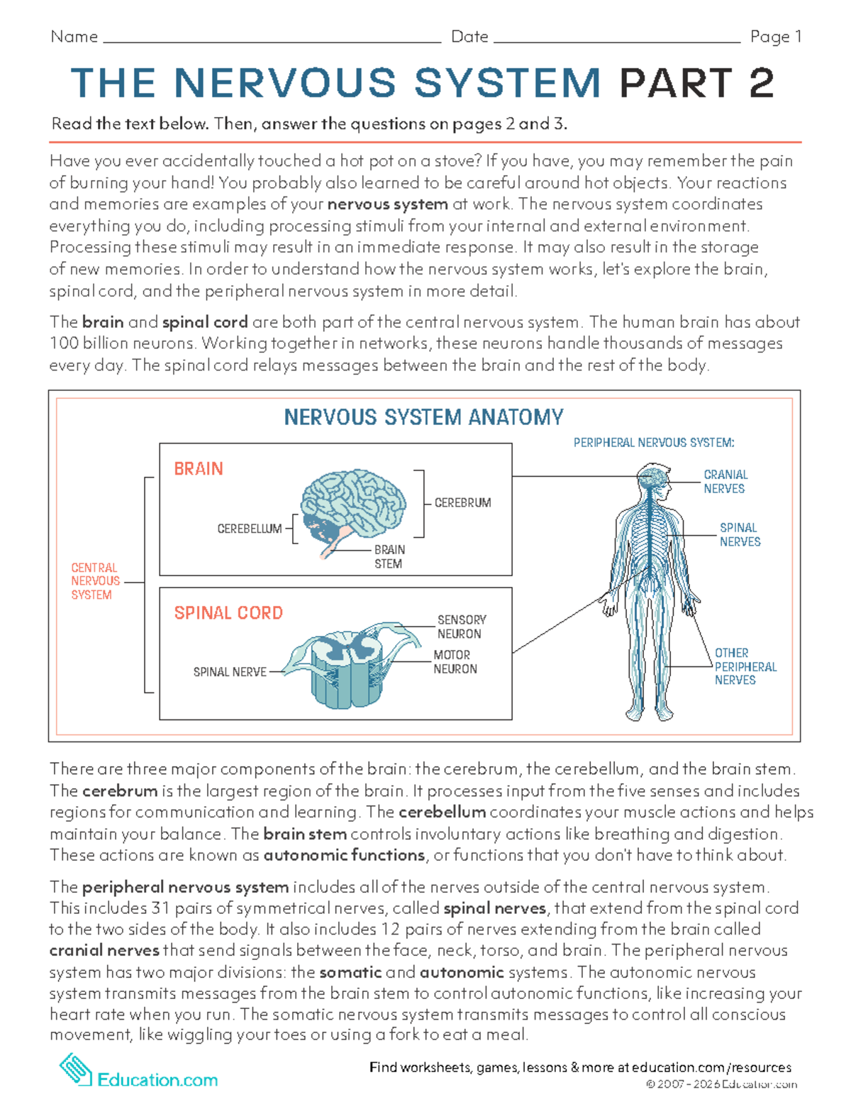 Nervous System Part 2: Anatomy and Reflex Responses Overview - Studocu