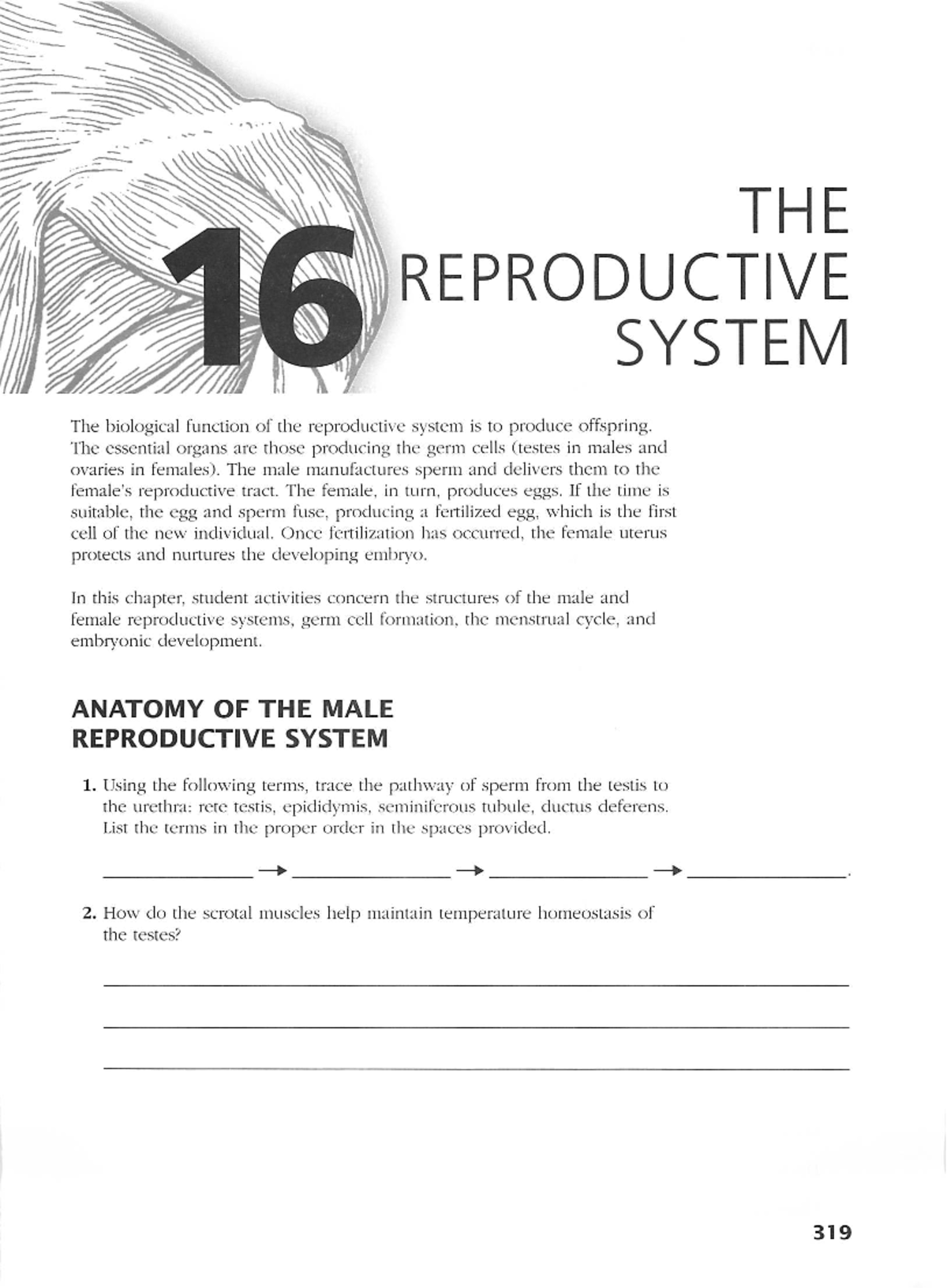 A&P Coloring Workbook The Reproductive System - THE REPRODUCTIVE SYSTEM ...