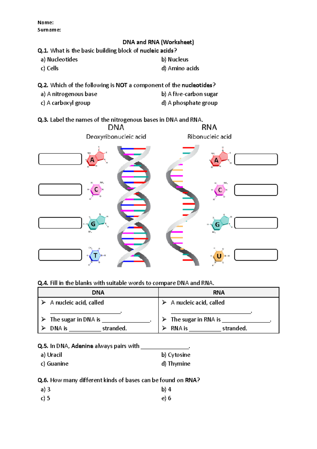 DNA and RNA Worksheet Activity - Printable PDF for Study - Studocu