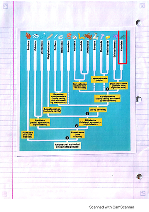 Ch 33 - Invertebrates - Notes from the full online lecture given by Dr ...