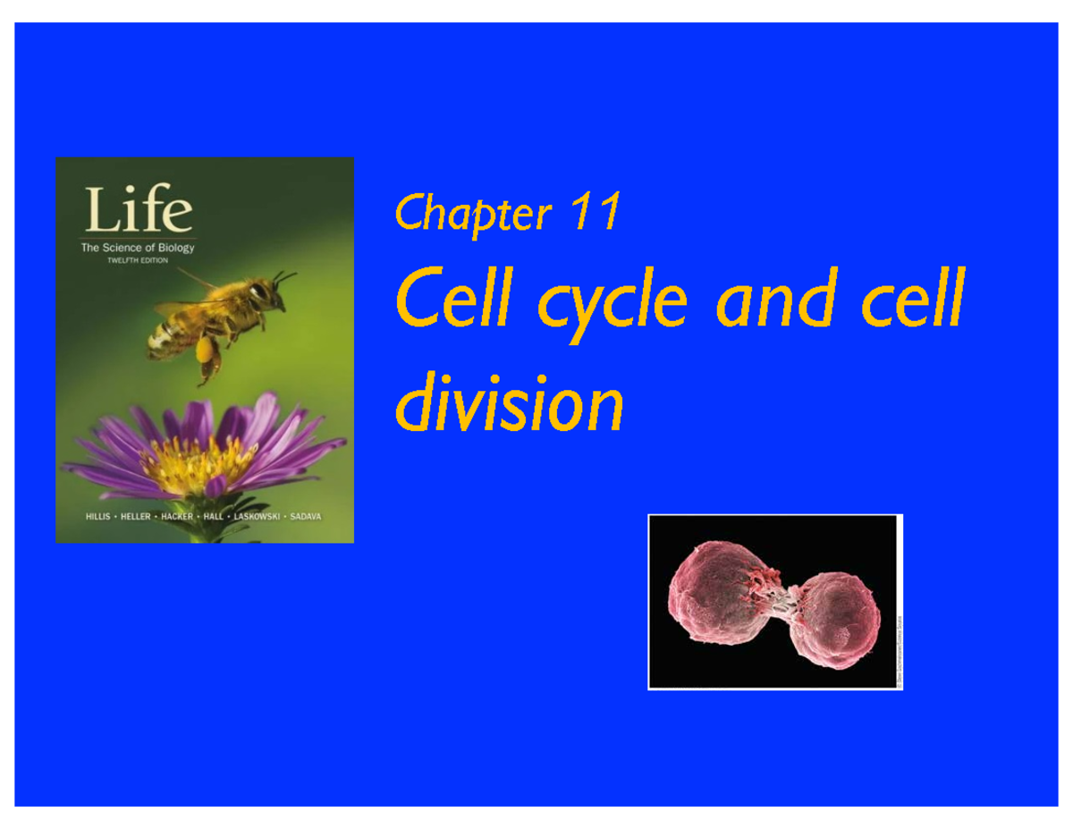 Fall 2024 BIO101 Final Exam Notes: Chapter 11 - Cell Cycle & Division ...