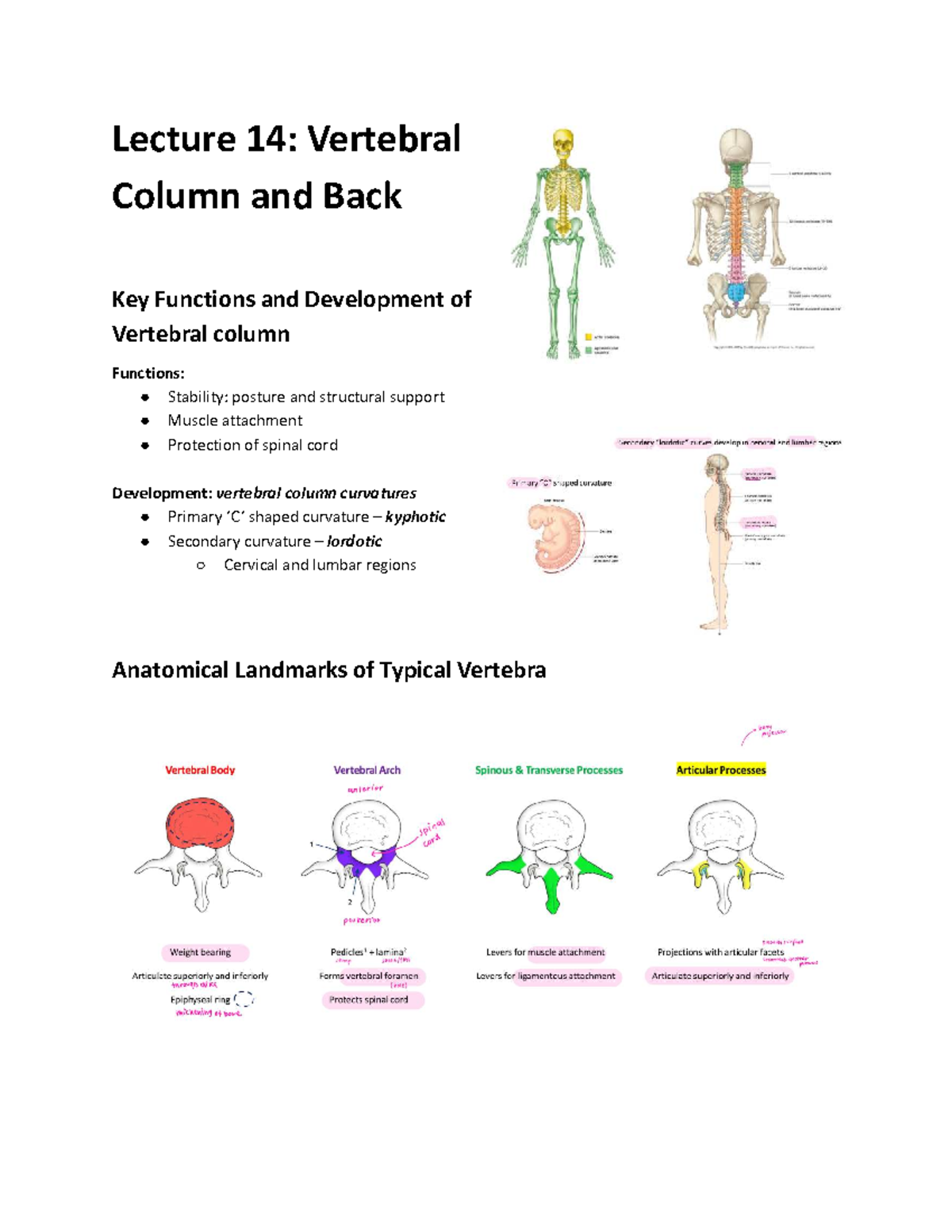 L14: Vertebral Column - Lecture 14 for ANAT20006 - Studocu