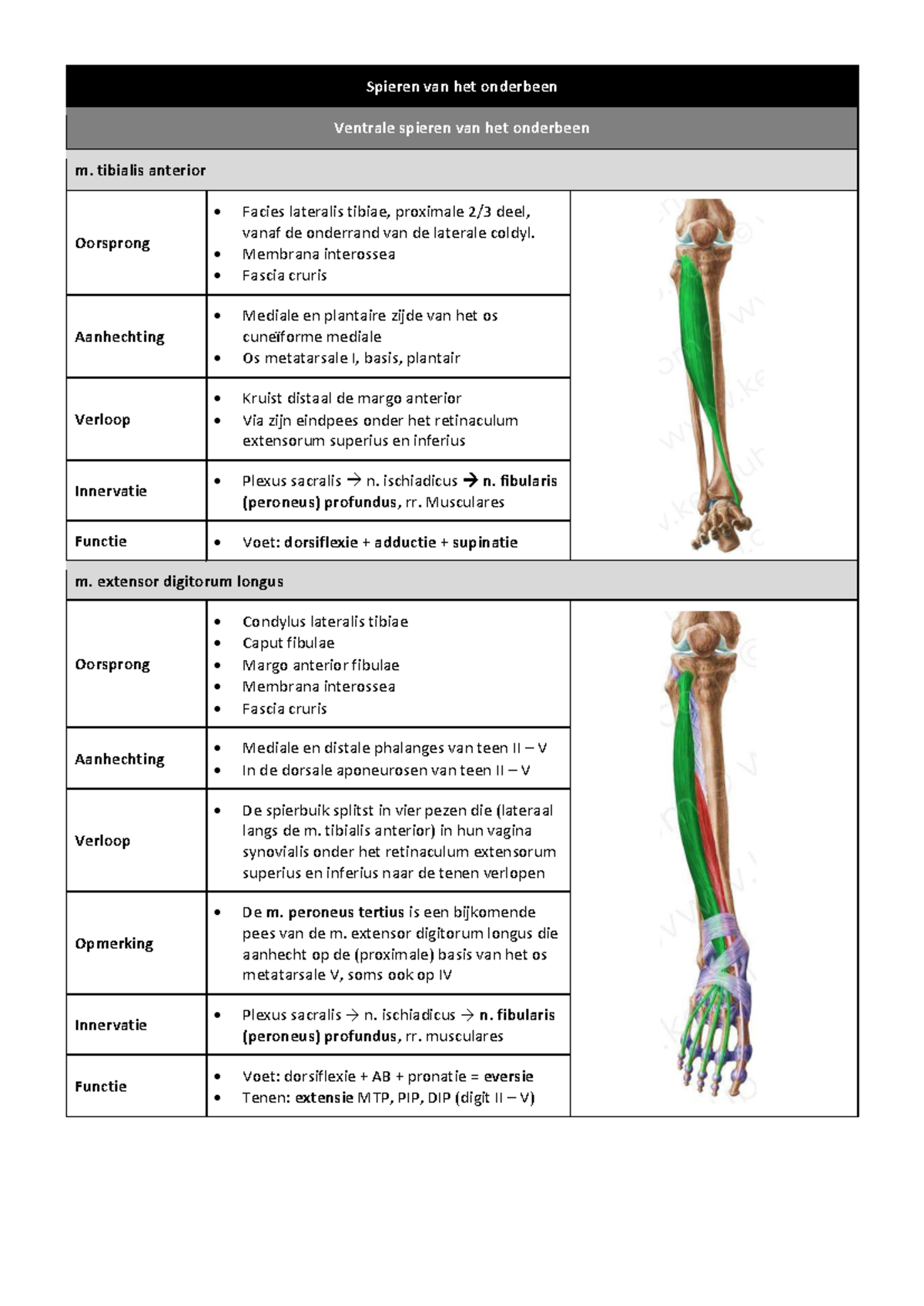 spieren-van-het-onderbeen-en-de-voet-anatomie-en-functies-studocu