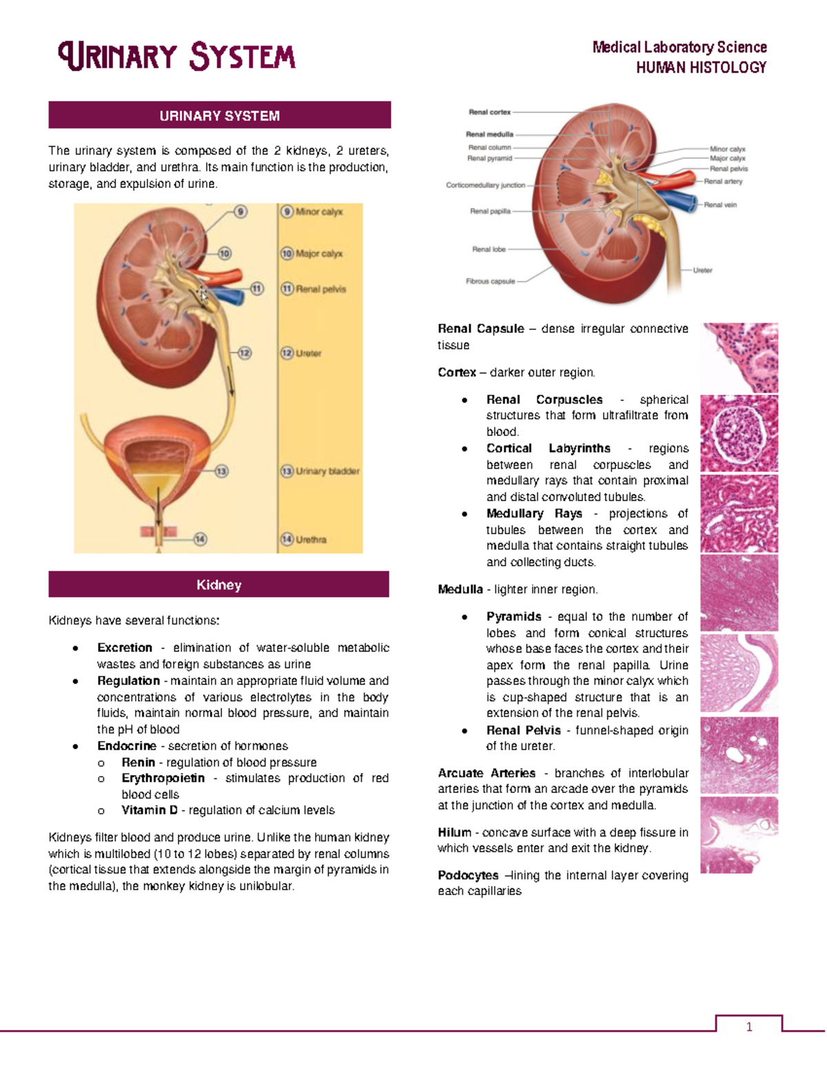 M7 - Final Exam Notes on the Human Urinary System - Studocu