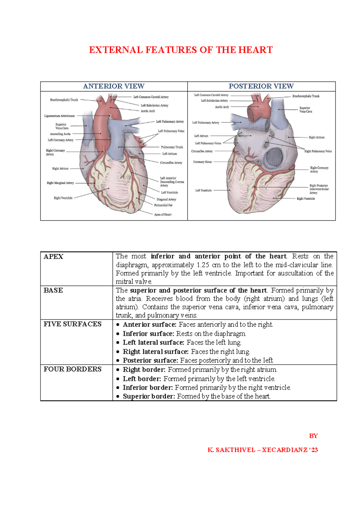 Heart Anatomy Overview - MBBS Lecture Notes - Studocu