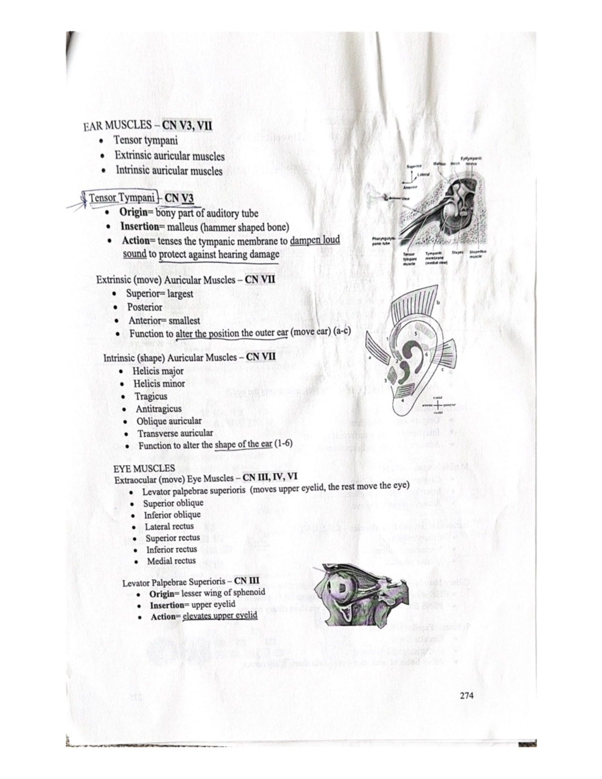 Ear Muscles: Innervation by CN V3 and VII - Overview - EAR MUSCLES CN ...
